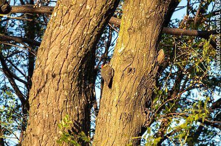 Pair of red-naped woodpeckers - Fauna - MORE IMAGES. Photo #81743