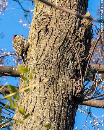 Pair of red-naped woodpeckers - Fauna - MORE IMAGES. Photo #81739