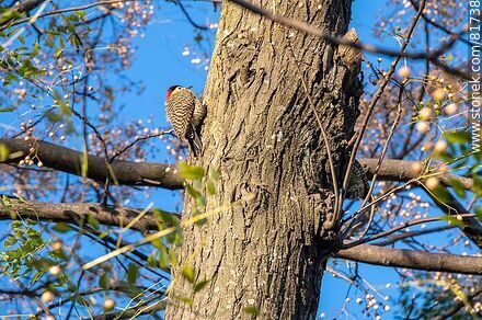 Pair of red-naped woodpeckers - Fauna - MORE IMAGES. Photo #81738