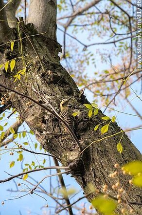 Red-naped woodpecker in the city - Fauna - MORE IMAGES. Photo #81736