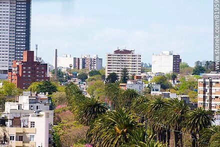 Buildings and palm trees on Artigas Boulevard - Department of Montevideo - URUGUAY. Photo #81959