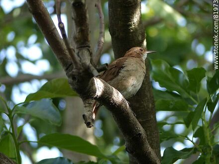 Ovenbird - Fauna - MORE IMAGES. Photo #81973