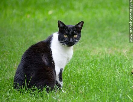 Black and white cat - Fauna - MORE IMAGES. Photo #81976