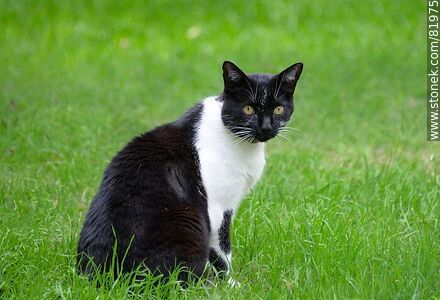 Black and white cat - Fauna - MORE IMAGES. Photo #81975