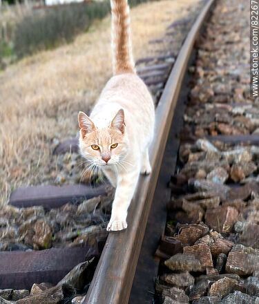 Gato caminando sobre una vía de ferrocarril - Fauna - IMÁGENES VARIAS. Foto No. 82267