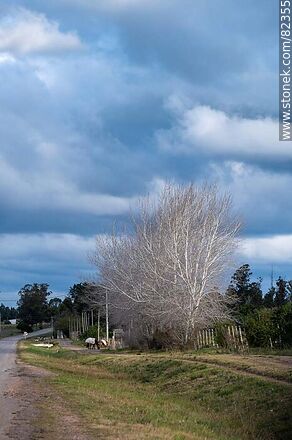 Avenida Magri un día de invierno con nubes y sol - Departamento de Lavalleja - URUGUAY. Foto No. 82355