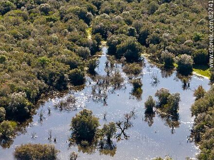 Vista aérea de arbustos sumergidos en la crecida del río Negro - Department of Cerro Largo - URUGUAY. Photo #82741