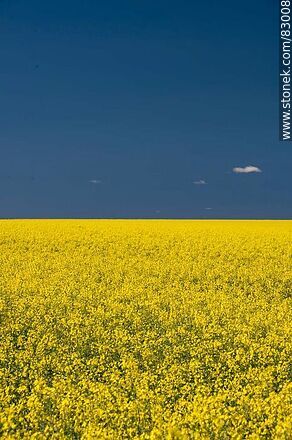 Canola fields. Yellow flowers against the blue sky. Flag of Ukraine - Rio Negro - URUGUAY. Photo #83008