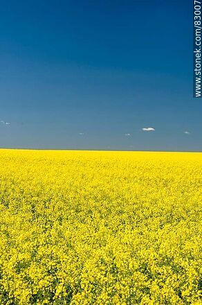 Canola fields. Yellow flowers against the blue sky. Flag of Ukraine - Rio Negro - URUGUAY. Photo #83007
