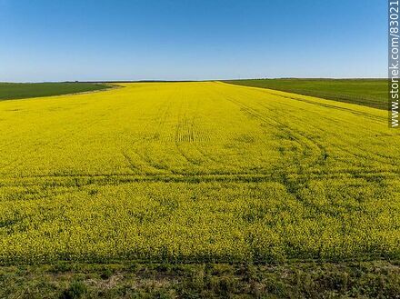 Aerial view of fields cultivated with canola and oats - Rio Negro - URUGUAY. Photo #83021