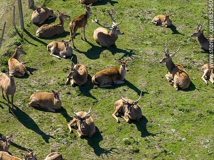Aerial view of Tálice Ecopark. Deer resting - Flores - URUGUAY. Photo #83560