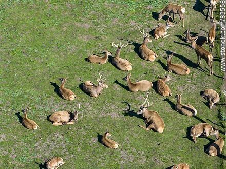 Vista aérea del ecoparque Tálice. Ciervos descansando - Departamento de Flores - URUGUAY. Foto No. 83558