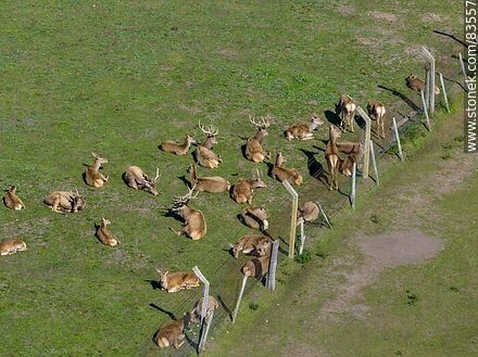 Vista aérea del ecoparque Tálice. Ciervos descansando - Departamento de Flores - URUGUAY. Foto No. 83557