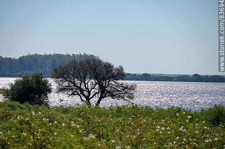Costa sobre el río Uruguay - Departamento de Salto - URUGUAY. Foto No. 83694