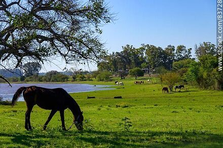 Caballos pastando cerca del río Uruguay - Departamento de Salto - URUGUAY. Foto No. 83728