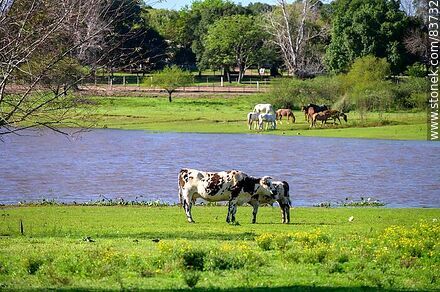 Vacas y caballos pastando cerca del río - Departamento de Salto - URUGUAY. Foto No. 83732