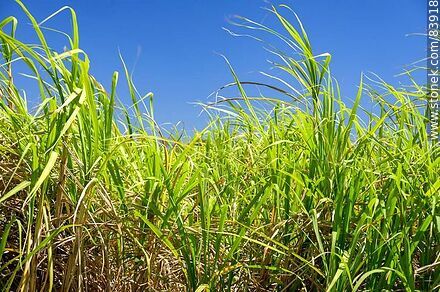 Sugar cane plantations - Flora - MORE IMAGES. Photo #83918