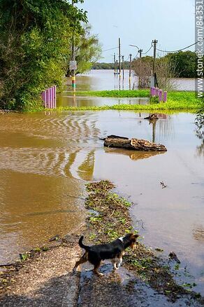 El muelle inundado - Departamento de Río Negro - URUGUAY. Foto No. 84351