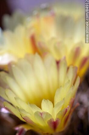Tuna de flor amarilla - Flora - IMÁGENES VARIAS. Foto No. 84912