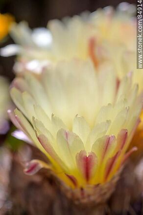 Tuna de flor amarilla - Flora - IMÁGENES VARIAS. Foto No. 84914