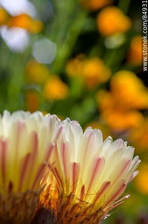 Tuna de flor amarilla - Flora - IMÁGENES VARIAS. Foto No. 84931