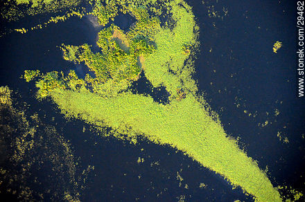 Islote de vegetación en la laguna de Castillos, Rocha - Departamento de Rocha - URUGUAY. Foto No. 29462