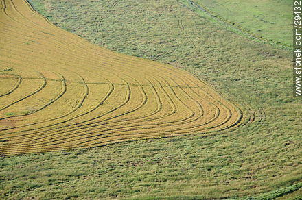Ricefield in Uruguay - Department of Rocha - URUGUAY. Photo #29432