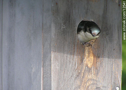 Swallow - Fauna - MORE IMAGES. Photo #12541