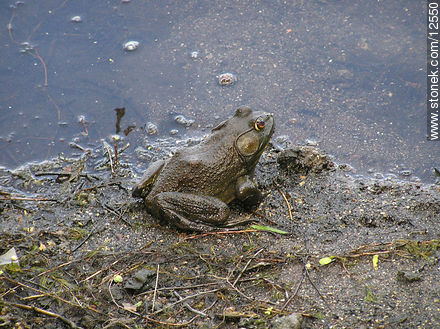 Bull frog male. Allamuchy Mountain. - State ofNew Jersey - USA-CANADA. Photo #12550