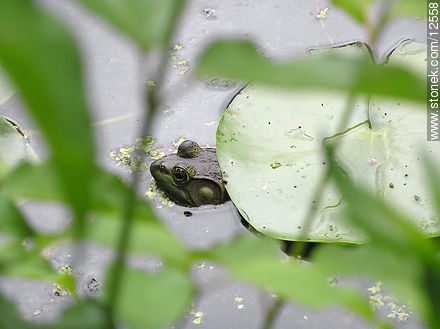 Frog leaning from the water - State ofNew Jersey - USA-CANADA. Photo #12558