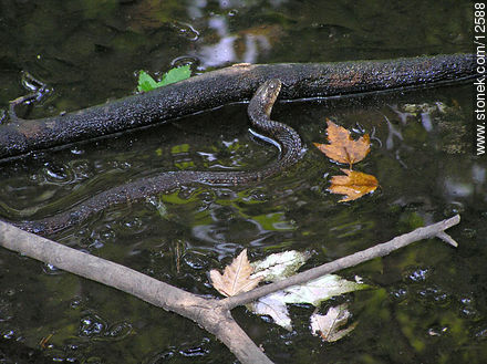 Water snake - State ofNew Jersey - USA-CANADA. Photo #12588