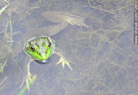 Green frog - State ofNew Jersey - USA-CANADA. Photo #12612
