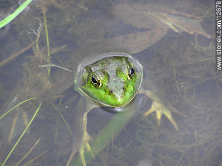 Green frog - Fauna - MORE IMAGES. Photo #12678