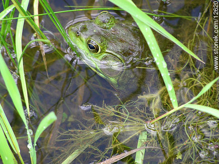 Frog - State ofNew Jersey - USA-CANADA. Photo #12620
