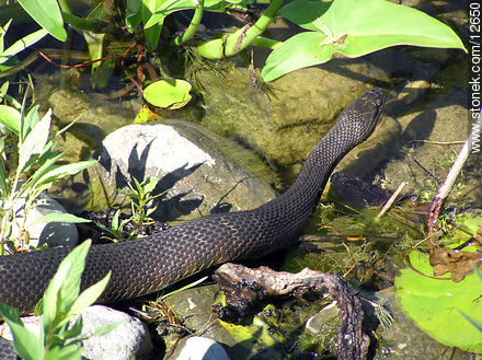 Snake - Fauna - MORE IMAGES. Photo #12650