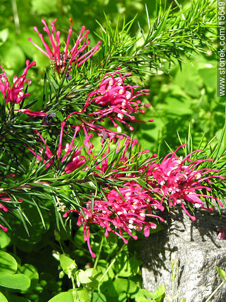  - Flora - IMÁGENES VARIAS. Foto No. 15649