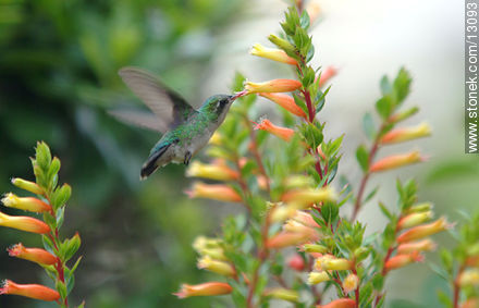 Colibrí entre las flores - Punta del Este y balnearios cercanos - URUGUAY. Foto No. 13093