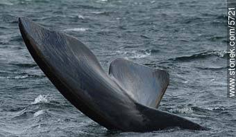 Tail of  whale dancing - Province of Chubut - ARGENTINA. Photo #5721