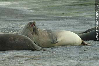 Female elephant seals - Province of Chubut - ARGENTINA. Photo #5528