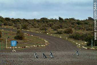 Punta Tombo at south of Peninsula Valdes - Province of Chubut - ARGENTINA. Photo #5446