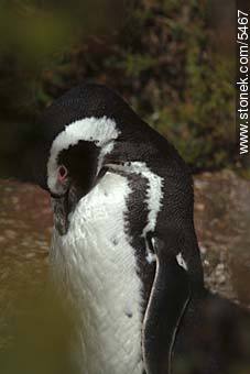Pingüino magallánico - Provincia de Chubut - ARGENTINA. Foto No. 5467