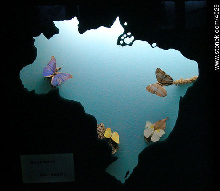 Contorno de Brasil con algunas especies de mariposas. - Departamento de Montevideo - URUGUAY. Foto No. 4029