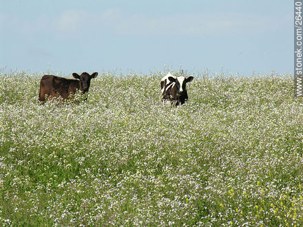 Vacas entre flores - Fauna - IMÁGENES VARIAS. Foto No. 26440