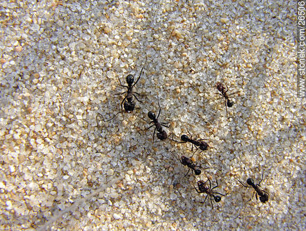 Hormigas en horario de descanso - Fauna - IMÁGENES VARIAS. Foto No. 26506