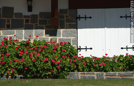 Flowerbed and shutter - Punta del Este and its near resorts - URUGUAY. Photo #27233