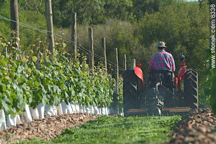 Tractor podando los canteros que separan las viñas -  - URUGUAY. Foto No. 6336