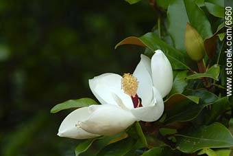 Magnolia - Flora - MORE IMAGES. Photo #6560