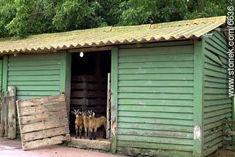 Goats - Department of Maldonado - URUGUAY. Photo #6636