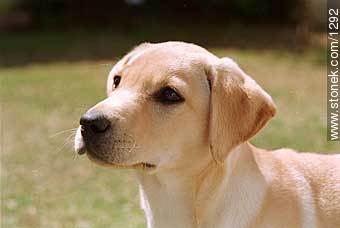 Labrador Retriever dog (puppy) - Fauna - MORE IMAGES. Photo #1292