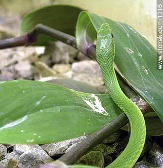 Water snake. - Fauna - MORE IMAGES. Photo #1316